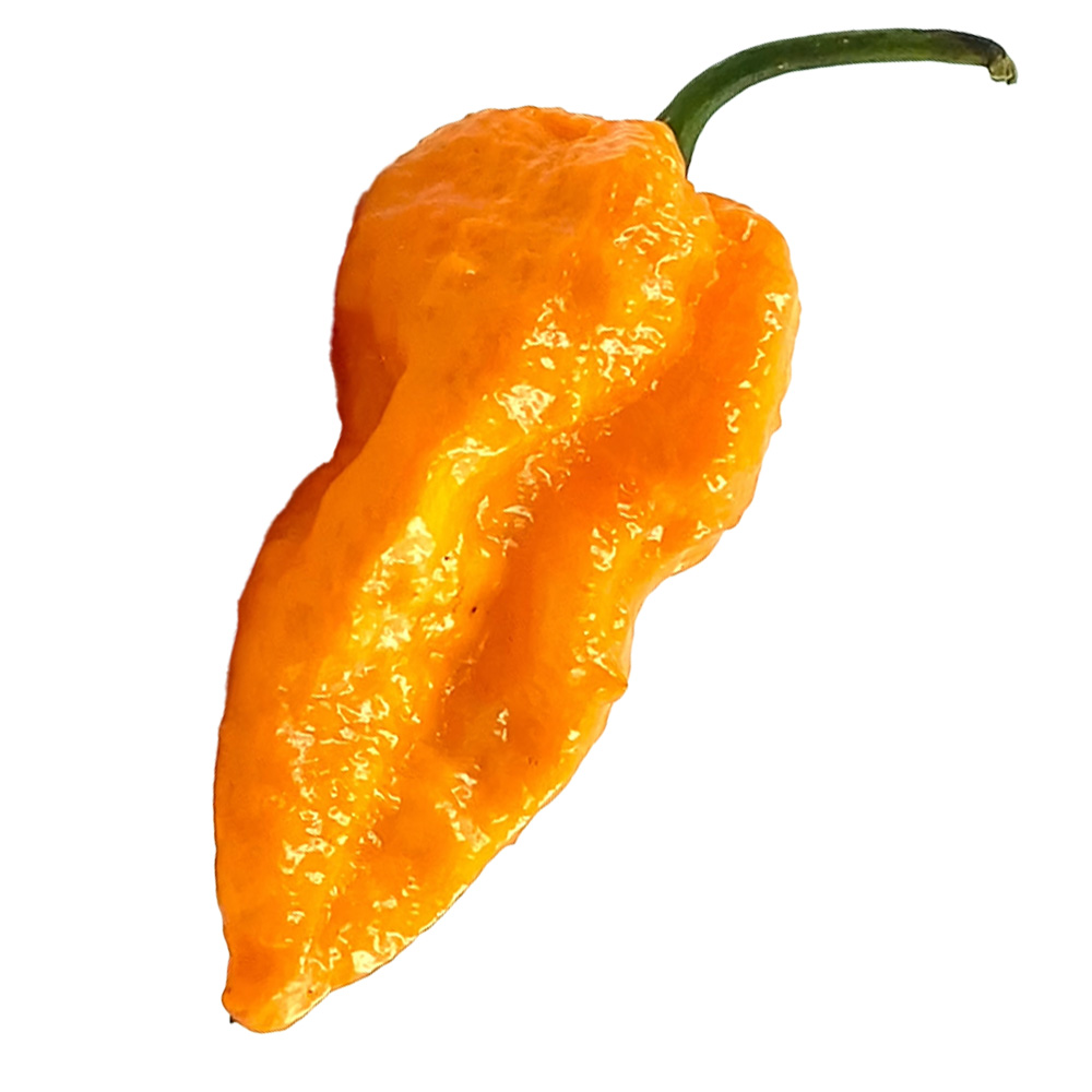 PIANTA DI PEPERONCINO CHINENSE BIG MAMA ORANGE - immagine 2