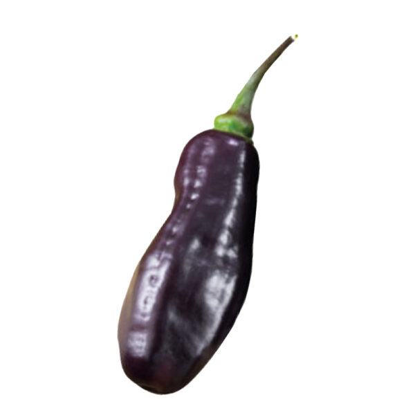 PIANTA DI PEPERONCINO CHINENSE PIMENTA DA NYEDE - immagine 2