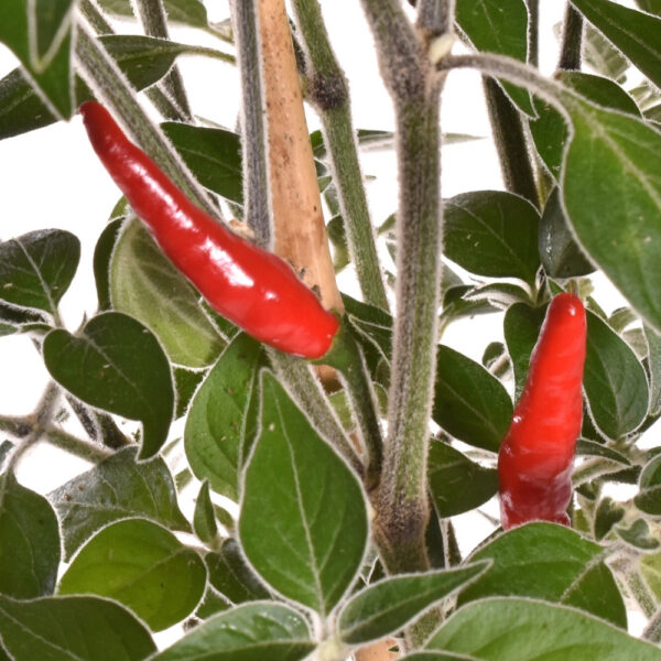 PIANTA DI PEPERONCINO ANNUUM ACRATA GOAT'S WEED - immagine 3