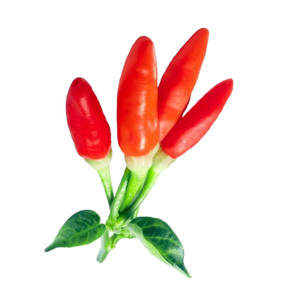 PIANTA DI PEPERONCINO ANNUUM ETNA - immagine 2
